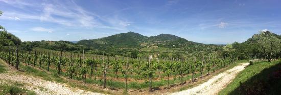 Carpanese Cirillo