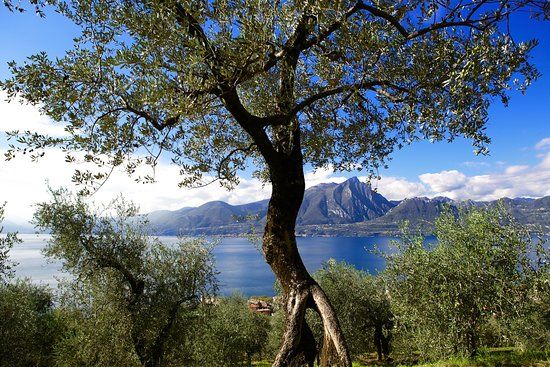 Paolo Bonomelli Azienda Agricola Olearia Ca'Rainene